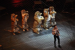 Ringling_brothers_over_the_top_tiger